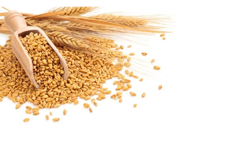 1364841-گندم-در-قاشق-جدا-شده-در-زمینه-سفید